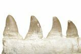 Partial Mosasaur Jaw with Nine Teeth - Morocco #220269-1